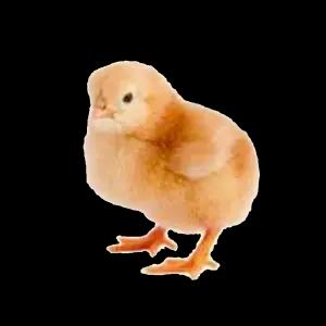 BROWN_CHICK