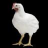 BROILER