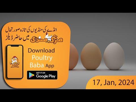 Today Egg Rate Position | Daily Egg Rates | Poultry Rates Egg Business in Pakistan | poultry baba|l
