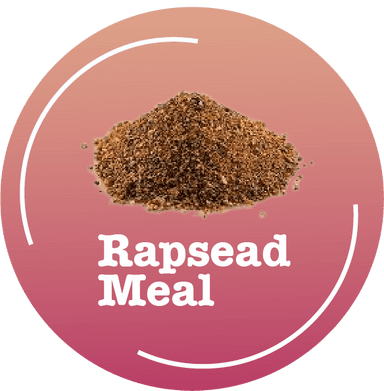 Rapsead Meal