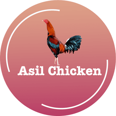 Asil Chicken