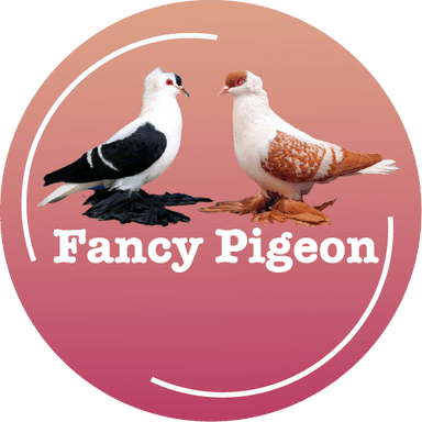 Fancy Pigeon