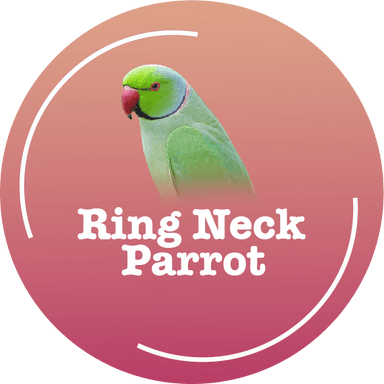 Ring Neck Parrot