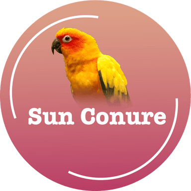 Sun Conure