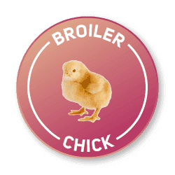 Broiler Chick