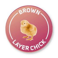Brown Layer Chick