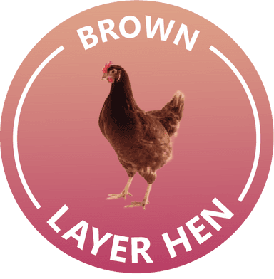 Brown Layer Hen