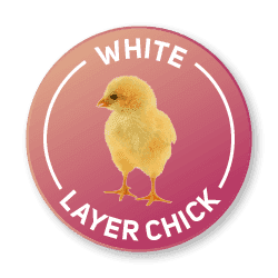 White Layer Chick