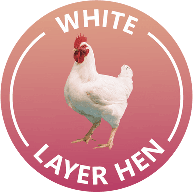 White Layer Hen