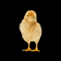 broiler chick