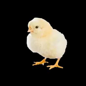 LAYER_CHICK