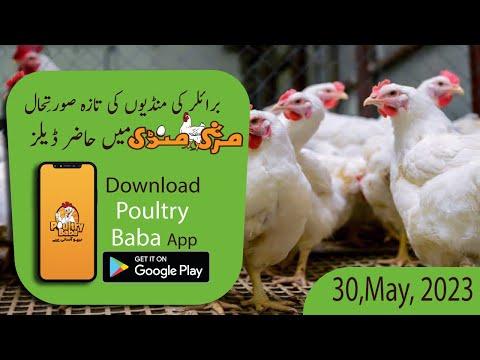 Poultry Baba And Broiler Rate | Daily broiler and poultry markets | Poultry Farm business plan.