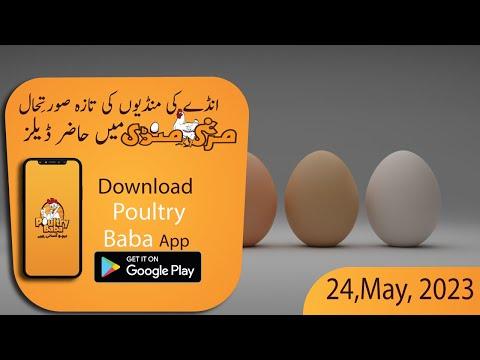 Today Egg Rate Position | Daily Egg Rates | Poultry Rates Egg Business in Pakistan | poultry baba|
