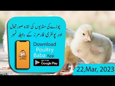 Poultry Baba & Day-Old Chick Rate Today | Daily Chick Poultry Markets | Poultry Farm Business Plan|